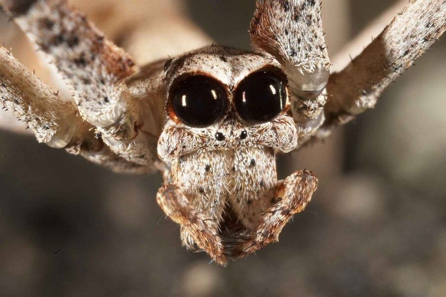 7 Most Terrifying African Spiders You Ve Probably Never Seen   Spider2 