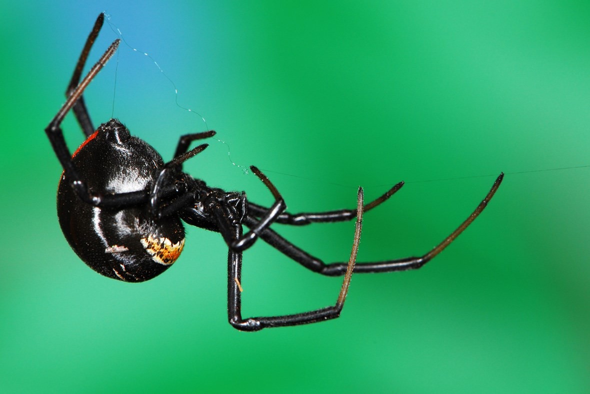 7-most-terrifying-african-spiders-you-ve-probably-never-seen