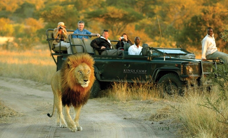 Safari-Lion