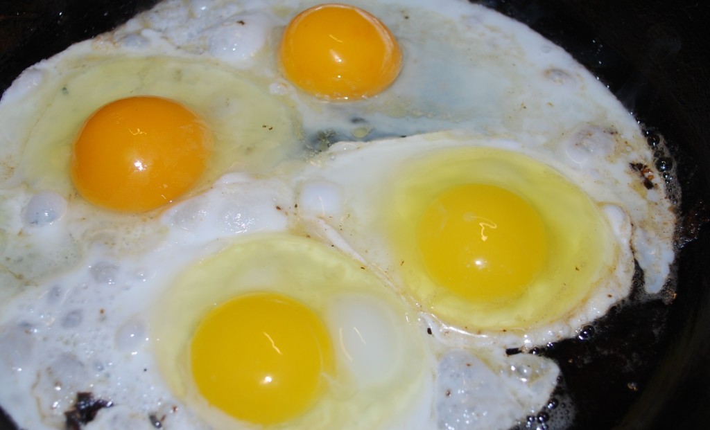 Eggs Facts: All the Interesting Things You Must Know