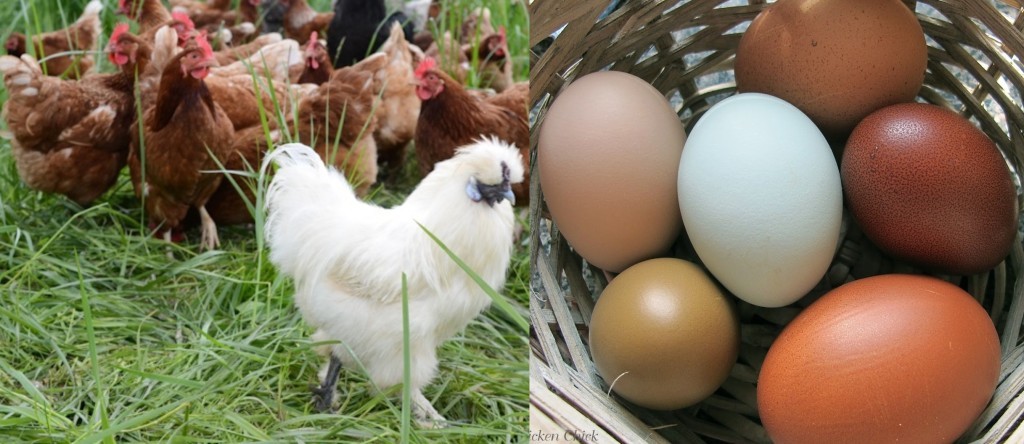 Eggs Facts: All the Interesting Things You Must Know