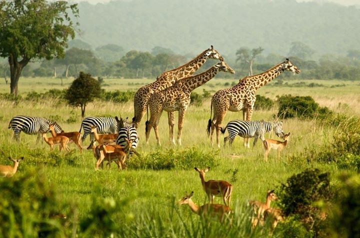 africa safaris ug