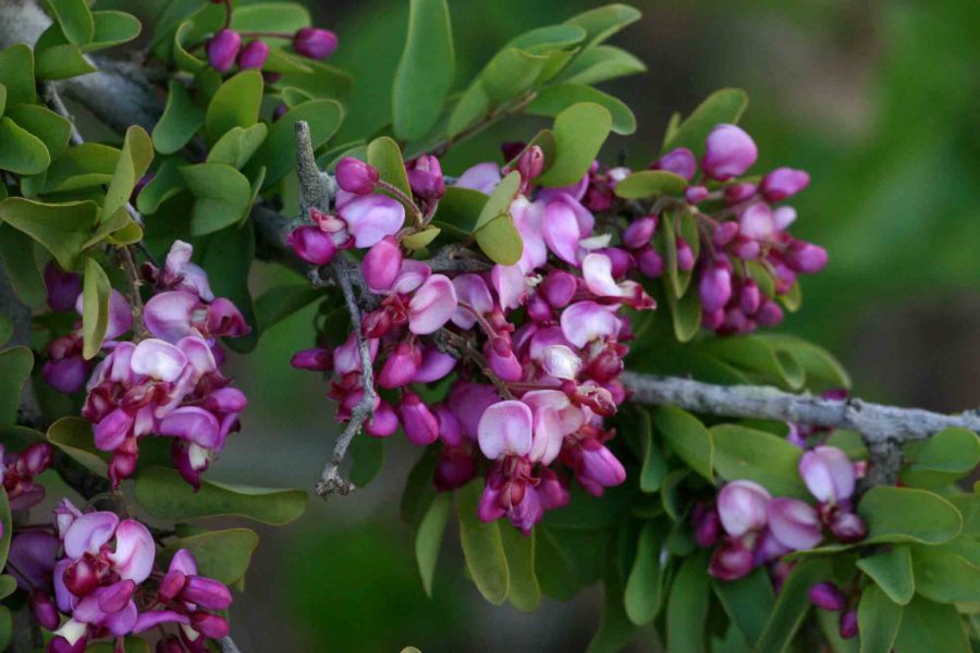 australian south african small purple tree