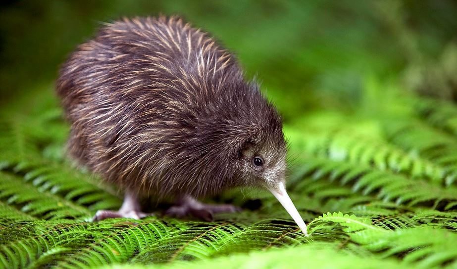 1522913996-6402-Kiwi-bird.jpg