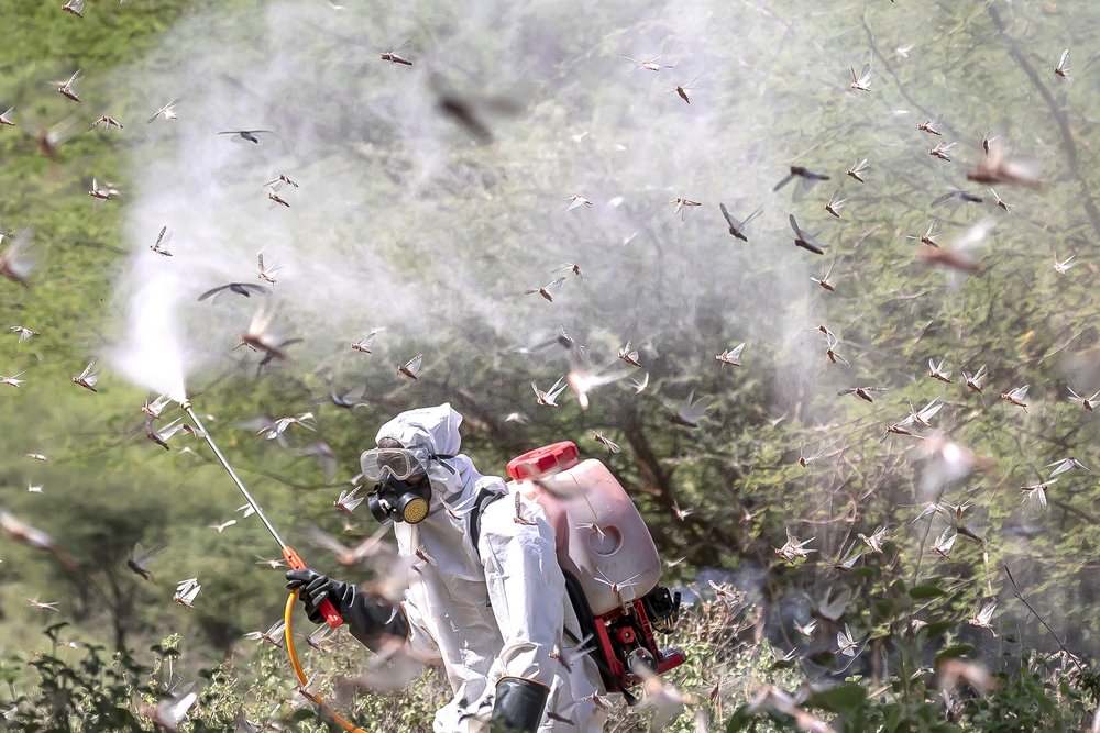 Locusts in Africa - The Countries that Have Witnessed the Worst Plague in the Continent