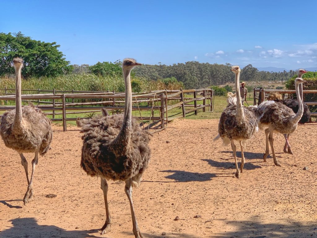 Ostriches in Cape Town
